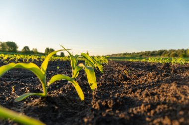 Küçük mısır bitkileri, ekili bir tarlada, karanlık toprak boyunca düz bir çizgide filizlenirler. Güneş ışığı gelişmekte olan bitkilerin taze yeşil yapraklarını süzer.