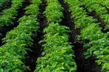 Canlı yeşil patates bitkileri kara toprakta gelişir. Bu tarım tarlaları tarım ekimini ve gün ışığında tarım manzaralarının güzelliğini bile gösteriyor.