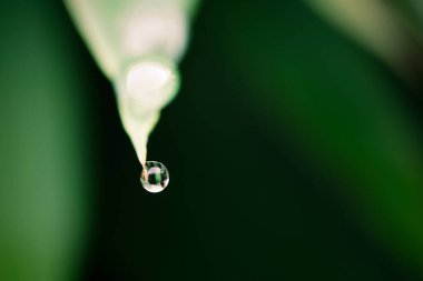 Tek bir damla şeffaf su, gelişmekte olan bir bitkinin parçası olan canlı yeşil bir yapraktan yavaşça damlıyor.