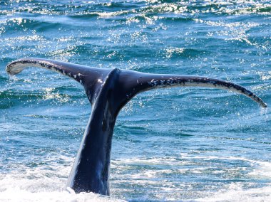 Queensland kıyı şeridi yakınlarındaki canlı mavi okyanusta bir kambur balina kuyruğunu kaldırıyor..