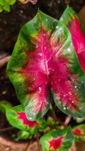 Caladium bicolor ya da Yaprak Bitkilerinin Kraliçesi büyük, kalp şeklindeki yapraklarıyla yağmur damlalarıyla çarpıcı renk varyasyonlarıyla bilinir..