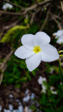 Plumeria pudica, frangipani, Araliya çiçeği, cempaka, beyazlı kemboja, ortada sarı boğaz güzel çiçek açar..