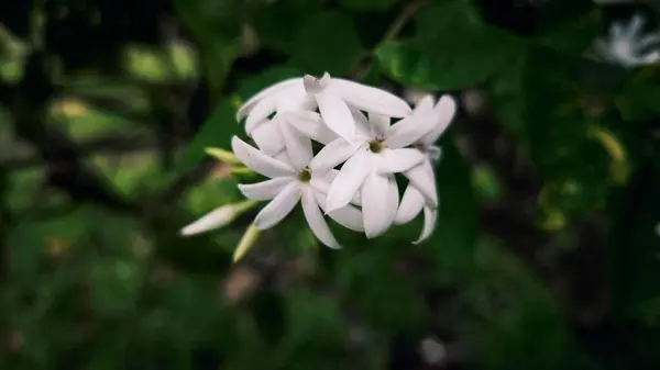 Beyaz yıldız yasemin çiçeği veya çiçek kokusuyla bilinen bir demet Jasminum multiflorum.