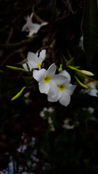 Plumeria pudica, frangipani, Araliya çiçeği, cempaka, beyazlı kemboja, ortada sarı boğaz güzel çiçek açar..