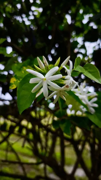 Beyaz yıldız yasemin çiçeği veya çiçek kokusuyla bilinen bir demet Jasminum multiflorum.