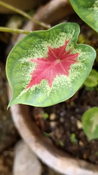 Caladium bicolor ya da Yaprak Bitkilerinin Kraliçesi. Büyük, kalp şeklinde yapraklarıyla bilinir.