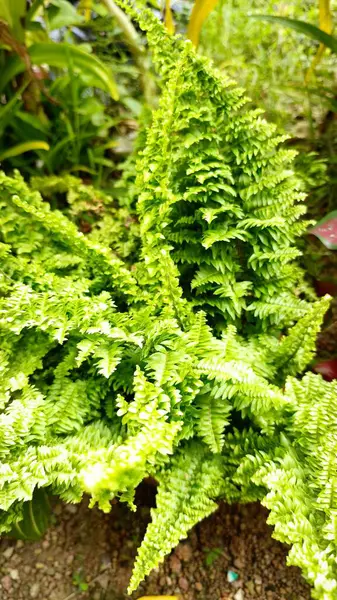 Boston Fern, aynı zamanda Nephrolepis exaltata olarak da bilinir. Tayland botanik bahçesinde bulunan kabarık yeşil renkli. (Seçici odaklanma)