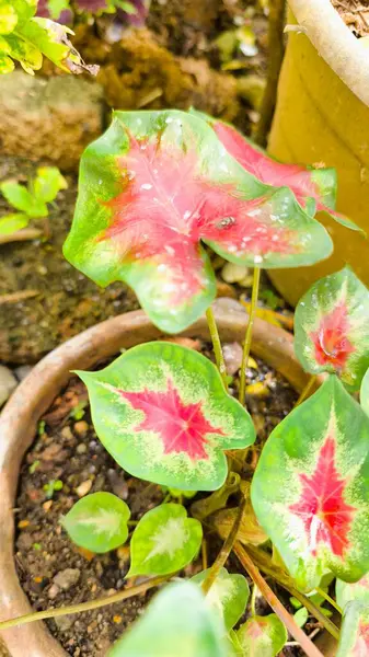 Caladium bicolor ya da Yaprak Bitkilerinin Kraliçesi. Büyük, kalp şeklinde yapraklarıyla bilinir.