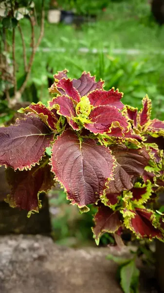 Coleus scutellarioides olarak da bilinen Boyalı Nettle ya da Flame Nettle çarpıcı bir dizilime ve canlı yeşilliklere sahiptir..