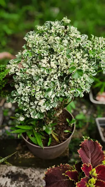 Bir kap Polyscias fruticosa, ya da Ming aralia bitkisi.