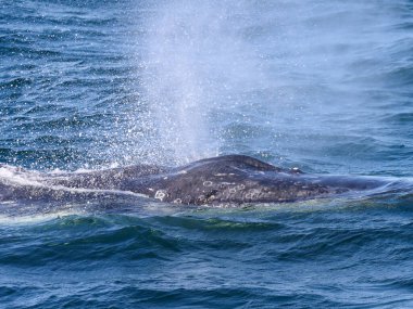 Bir kambur balina güçlü bir su püskürterek çarpıcı bir sis bulutu yaratır..