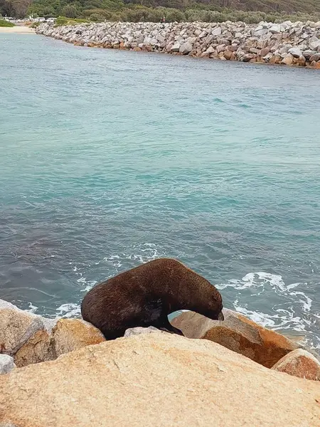 Yeni Güney Galler, Avustralya - Ocak 2023, 6: Bir fok yavrusu fokun fotoğrafını çeken insanların eliyle manzaranın tadını çıkarıyor.