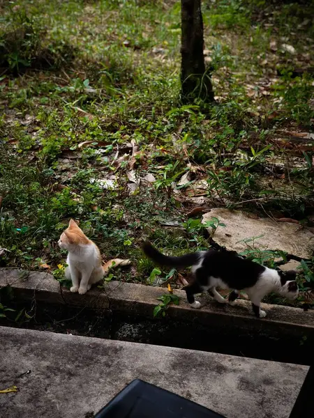 Two cats are in a natural outdoor setting. One cat is light orange and white, the other cat is black and white.