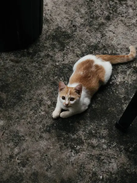 A light orange and white catwaiting outside for food.