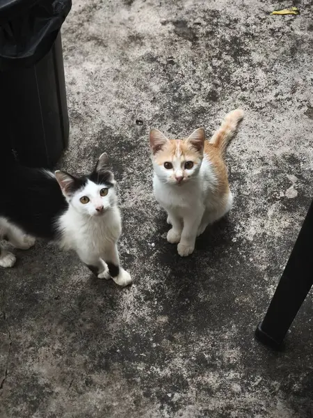 Two cats are in a natural outdoor setting. One cat is light orange and white, the other cat is black and white.