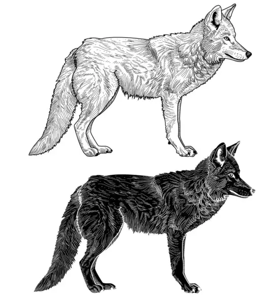 Siyah beyaz vektör illüstrasyon çakalı duruyor