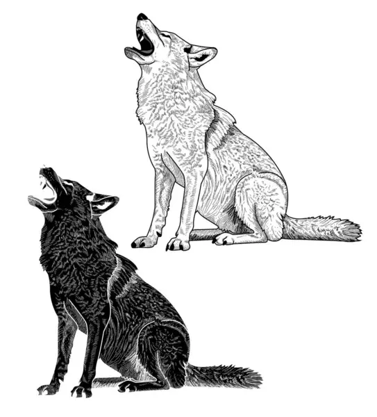 Siyah ve beyaz vektör illüstrasyon çakal uluyor