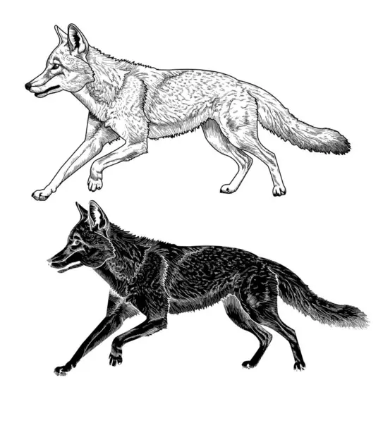 Siyah ve beyaz vektör illüstrasyon çakal koşusu