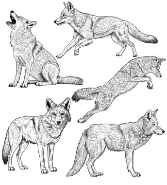 siyah ve beyaz vektör illüstrasyon çakal seti