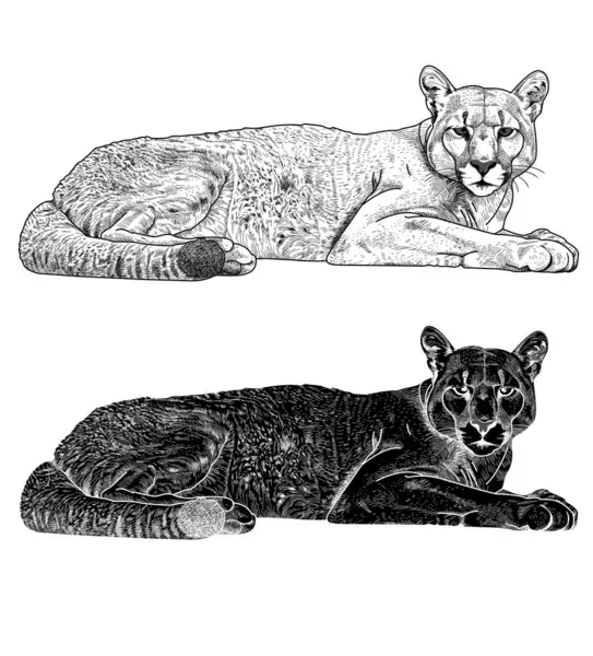 Siyah ve beyaz vektro illüstrasyon dağ aslanı uzanmış yatıyor