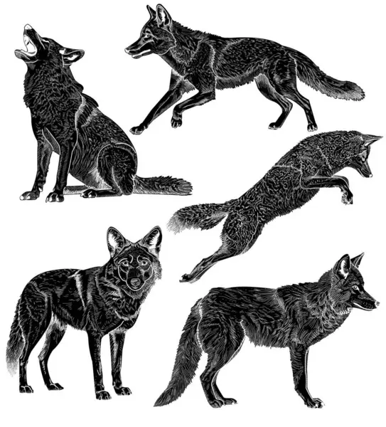 5 Coyote siluet vektör çizimleri seti