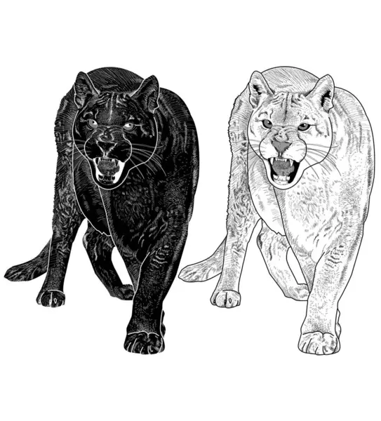 Siyah ve beyaz illüstrasyon vektör dağ aslanı ayakta ve gürlüyor