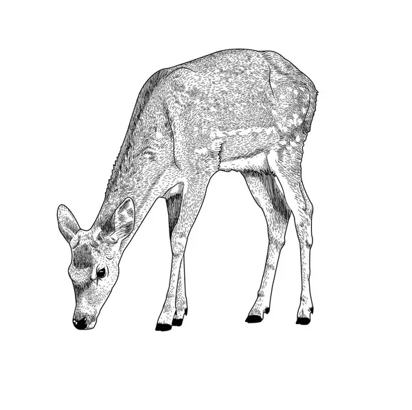 Vektör el geyik çizilen illüstrasyon