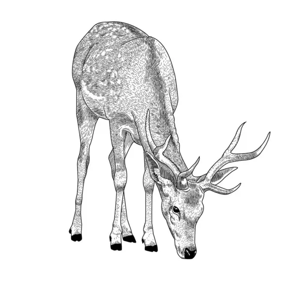Geyik kafası, vektör çizim