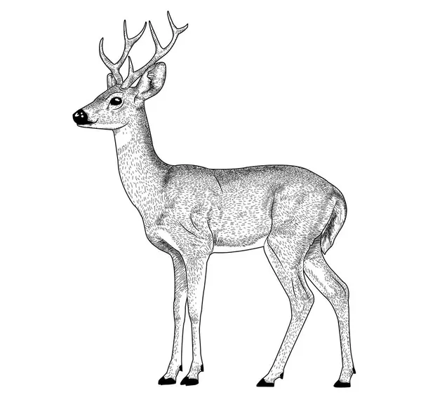 Siyah beyaz el beyaz arka planda izole edilmiş geyik çiziyor.