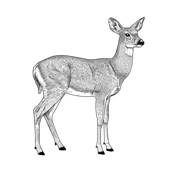 Beyaz arka planda izole edilmiş bir geyiğin siyah-beyaz çizimi