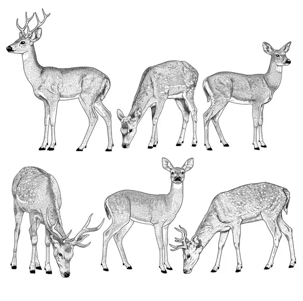 Beyaz arka planda izole edilmiş vahşi geyiğin el çizimi