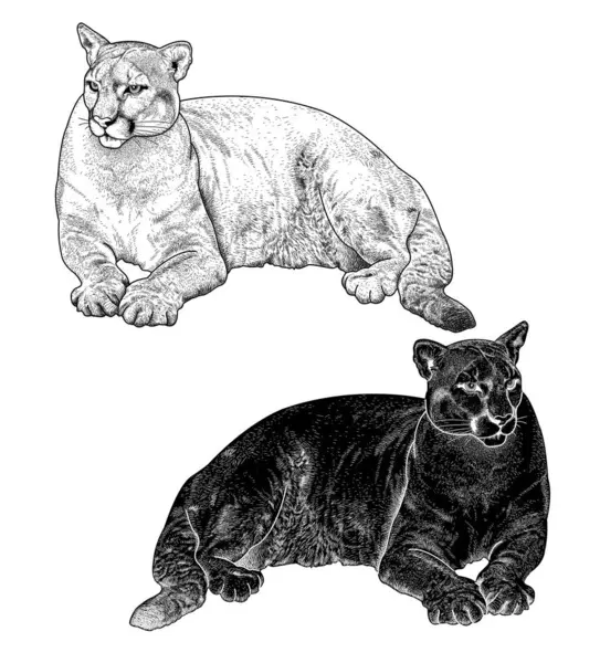 El çizimi puma beyaz arka planda izole bir şekilde yatıyor.