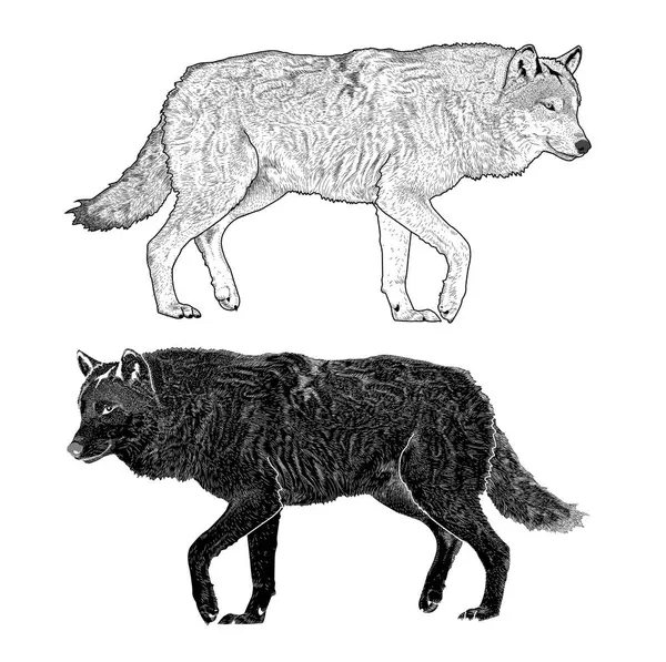 Yürüyen kurtların siyah beyaz çizimi