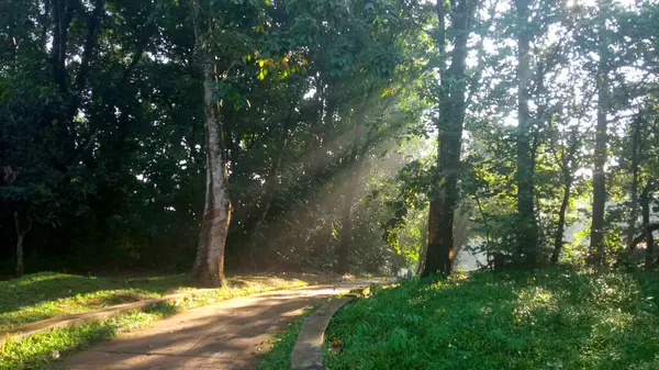 Ormanın kıyısında bir patika Sabah ışıklarıyla
