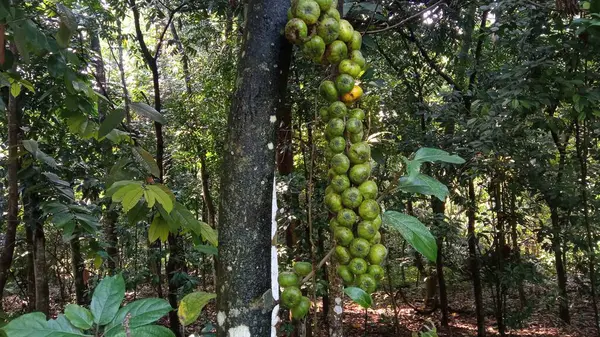 Yeşil ormanda meyve veren incir ağacı
