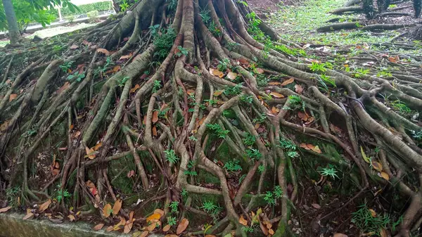 Ağaç kökleri yeri kavrıyor