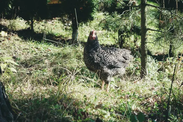 Benekli bir tavuk ağaçlarla çevrili bir çayırda duruyor, bir orman kenarının güneşinin altında güneşleniyor..