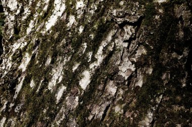 Lichens dokusu ile kaplı ağaç kabuğu.