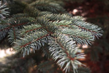 Evergreen ve Frosty şubelerine yakın çekim