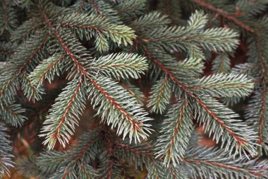 Doğal Işıkta Yoğun Evergreen Şubeleri