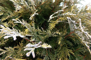 Kış Yeşilliği ile Donmuş Sedir Çalısı