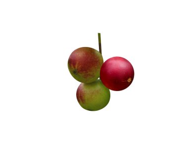 camu camu or Myrciaria dubia fruits on white background clipart