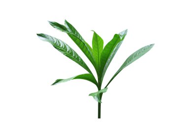 Blumea veya Ngai kafur yaprakları beyaz arkaplanda