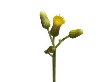 Blumea veya Ngai kafur çiçeği, beyaz arkaplanda tomurcuklar