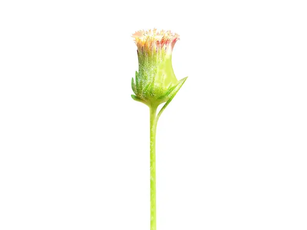 Blumea or Ngai camphor flower, buds on white background