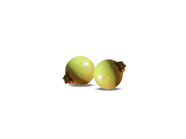 Garcinia morella or Indian gamboge fruits on white background