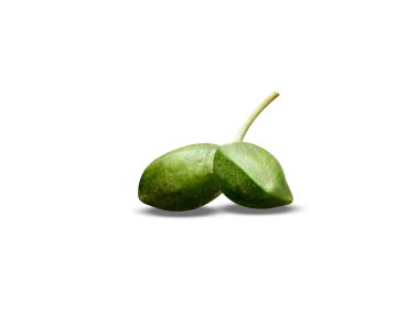 Beyaz arka planda Terminalia katappa veya yeşil ülke badem meyveleri