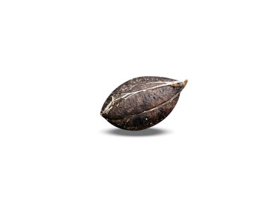 Terminalia catappa or dried country almond fruits on white background clipart