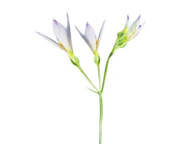 Exacum or Exacum tetragonum flower and buds on white background clipart