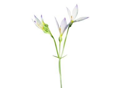 Exacum or Exacum tetragonum flower and buds on white background clipart